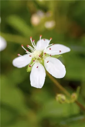 Fingerstrauch 'Nuuk' - Potentilla tridentata 'Nuuk'