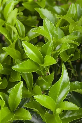 Kleinblättr.Japanspindel - Euonymus japonicus 'Microphyllus'