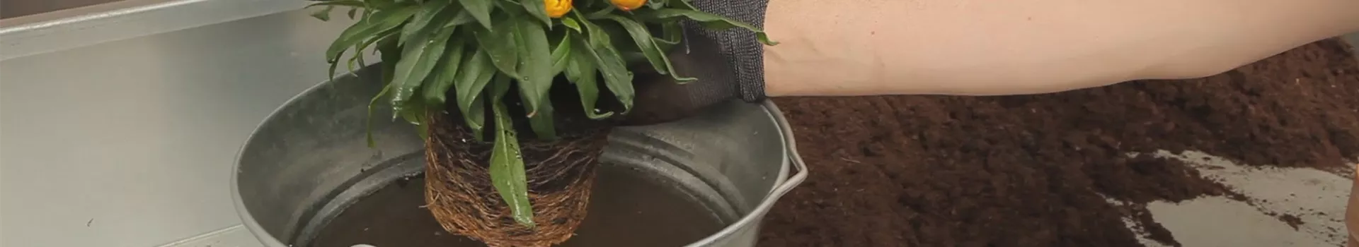 Strohblume - Einpflanzen in ein Gefäß