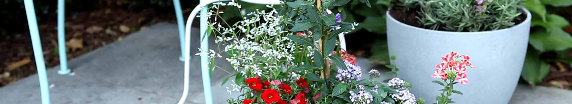 Sommerschale - Bepflanzen