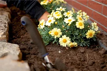 Margeriten - Einpflanzen im Garten