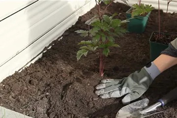 Silberkerze - Einpflanzen im Garten