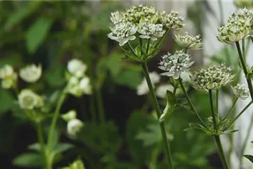 Sterndolde - Einpflanzen im Garten