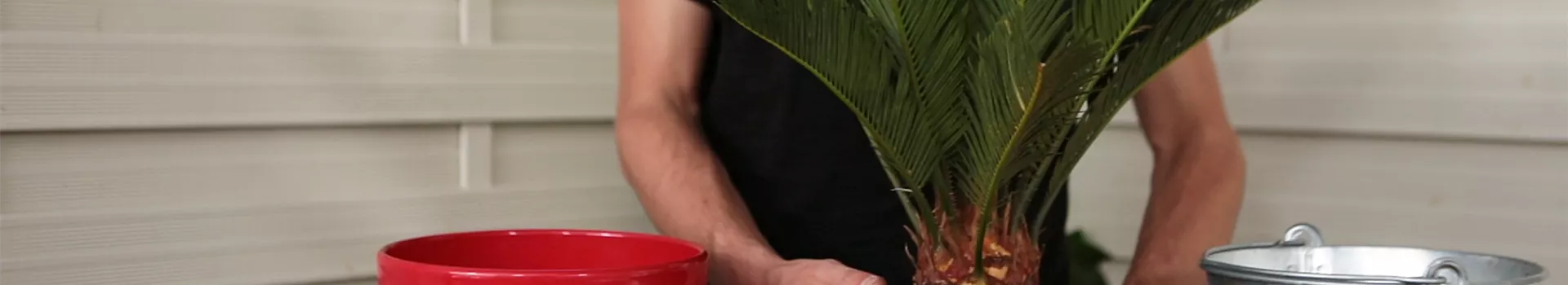 Palmfarn - Einpflanzen in ein Gefäß