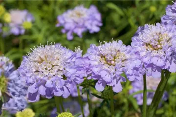 Taubenskabiose - Einpflanzen im Garten