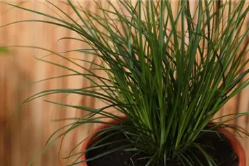 Gartensegge - Einpflanzen in ein Gefäß