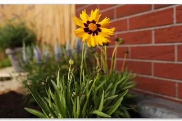 Mädchenauge - Einpflanzen im Garten