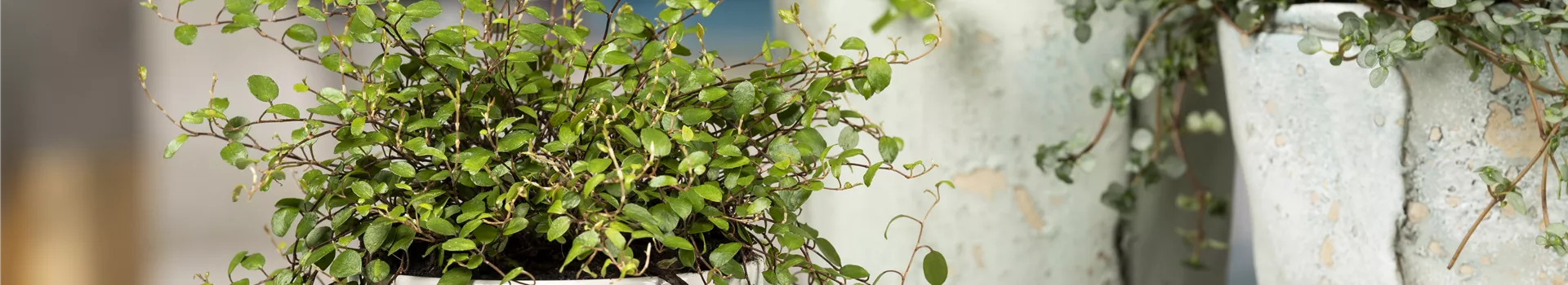 Mühlenbeckia - eine Zierde für drinnen und draußen