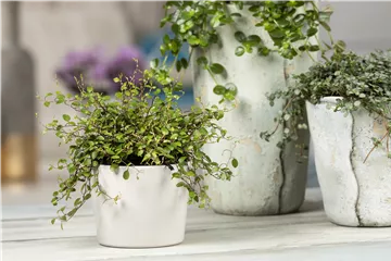 Mühlenbeckia - eine Zierde für drinnen und draußen