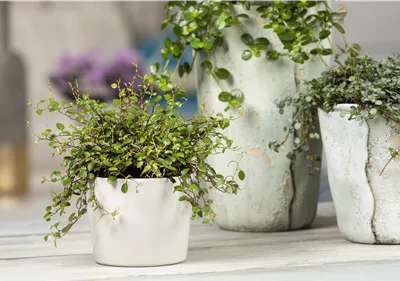 Mühlenbeckia - eine Zierde für drinnen und draußen