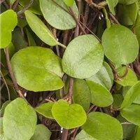 Die Mühlenbeckia im Garten