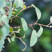 Vom nützlichen Bodendecker zur dekorativen Zimmerpflanze