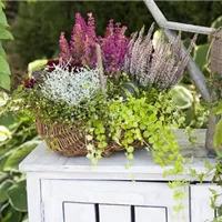 Mühlenbeckia pflegen und vermehren