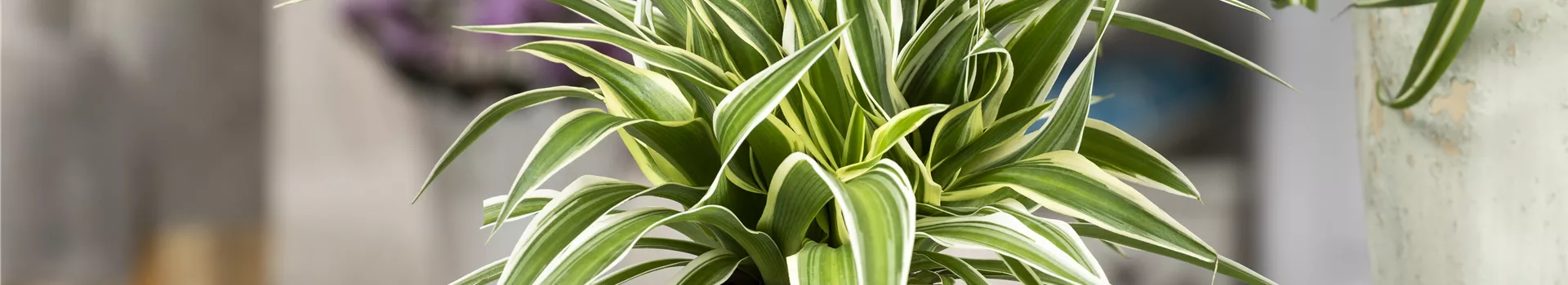 Das Genie unter den Zimmerpflanzen – die Grünlilie