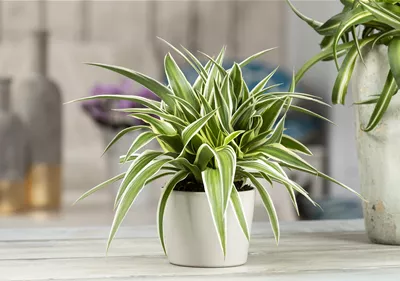 Das Genie unter den Zimmerpflanzen – die Grünlilie