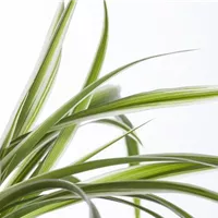 Der pflanzliche Luftreiniger