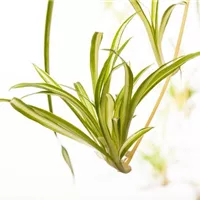 Pflegeleichte Zimmerpflanze