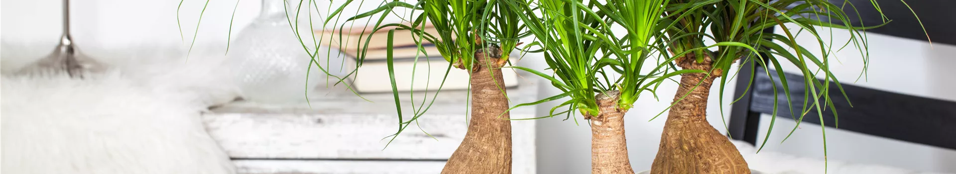 Fußpflege der botanischen Art: Elefantenfuß richtig pflegen