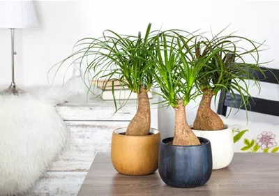 Fußpflege der botanischen Art: Elefantenfuß richtig pflegen