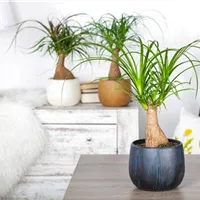 Der richtige Standort