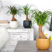 Keine Panik bei braunen Blättern!