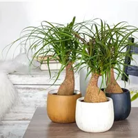 Den Elefantenfuß richtig gießen