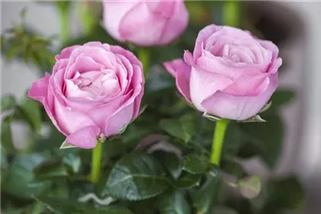 Rosa - Rose