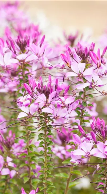 Upcycling mit Milchtüten – aus alt mach neu!