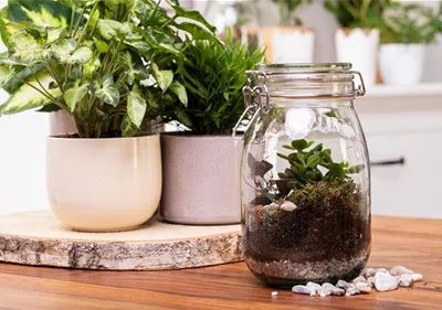 Der Zimmergarten – ein kleines Biotop im Glas Der Zimmergarten – ein kleines Biotop im Glas