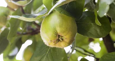 Obst- und Beerensträucher