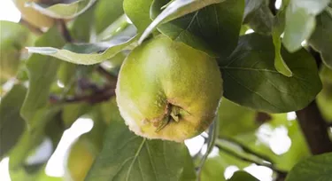 Obst- und Beerensträucher