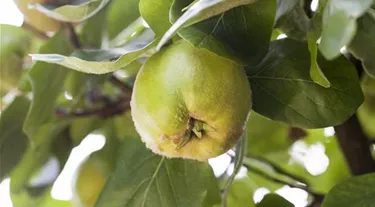 Obst- und Beerensträucher