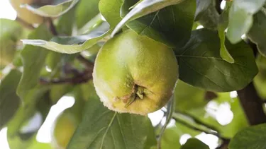 Obst- und Beerensträucher