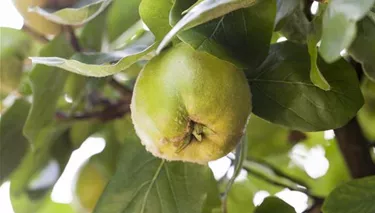 Obst- und Beerensträucher