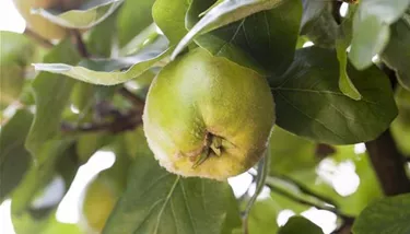 Obst- und Beerensträucher