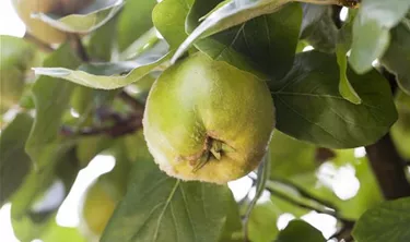 Obst- und Beerensträucher