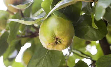 Obst- und Beerensträucher