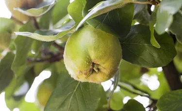 Obst- und Beerensträucher