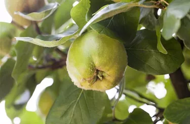 Obst- und Beerensträucher