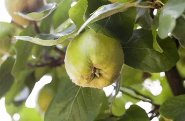 Obst- und Beerensträucher