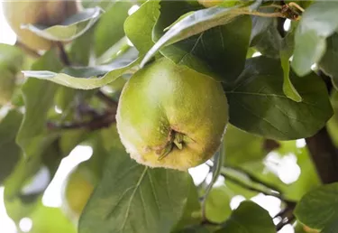 Obst- und Beerensträucher