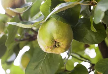 Obst- und Beerensträucher