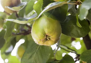 Obst- und Beerensträucher