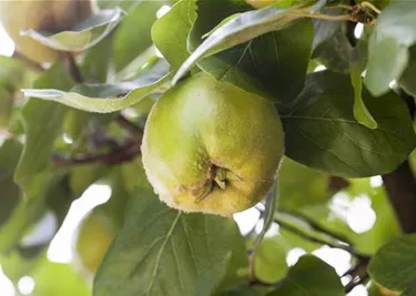 Obst- und Beerensträucher