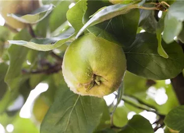 Obst- und Beerensträucher