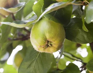 Obst- und Beerensträucher