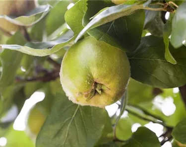 Obst- und Beerensträucher