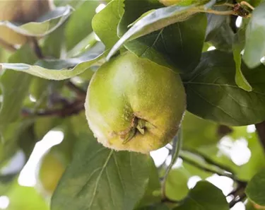 Obst- und Beerensträucher