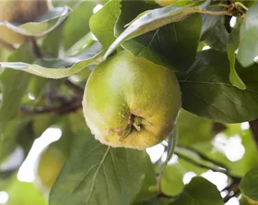 Obst- und Beerensträucher