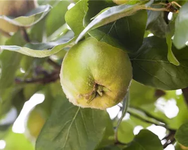 Obst- und Beerensträucher